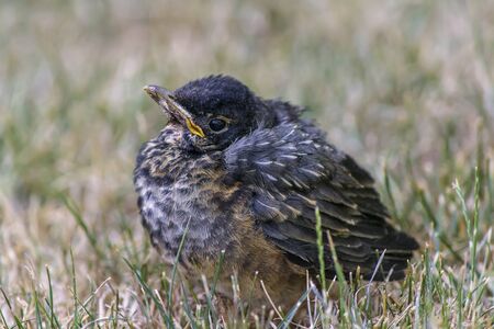 Baby Robinの写真素材