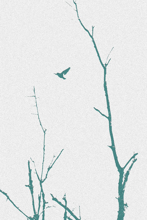 Bird in Flightの写真素材