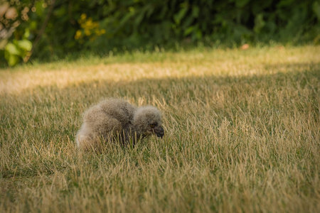 Baby Owl