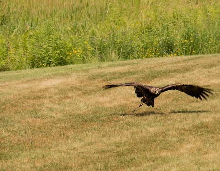 Eagle background.の写真素材