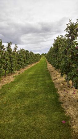 Apple Orchard pathの写真素材