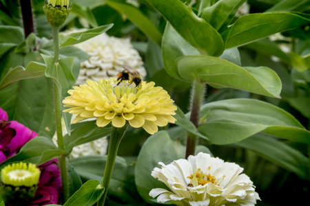 Flower and bee