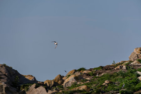 Puffin in flight