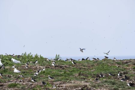 Newfoundland Puffins on a rockの写真素材