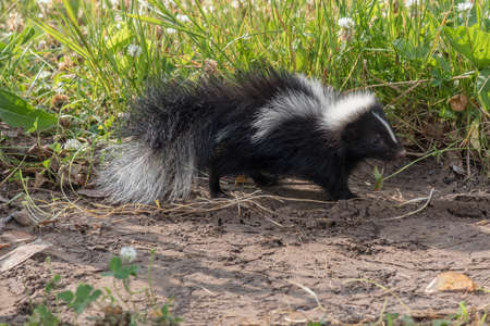 Very cute black and white baby skunksの写真素材
