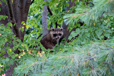 A baby raccoon in a tree.の写真素材