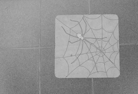 A black and white sketch of spiderの写真素材