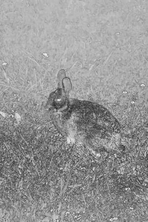 A black and white sketch of a rabbitの写真素材