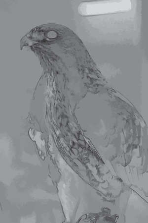 A black and white sketch of a hawkの写真素材