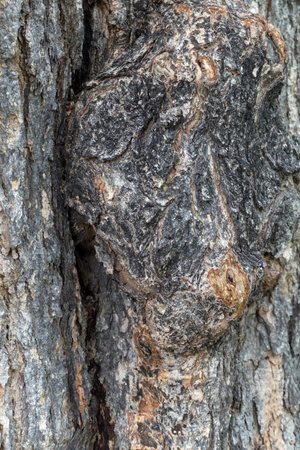 Tree bark that looks like a pigs face.の写真素材