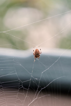 Spider on the web in the garden. Macro photography of nature.の写真素材
