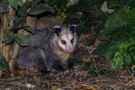 A little possum out for a stroll.