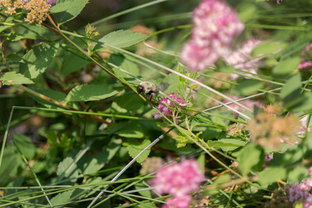 Honey bee on a pink flower in the meadow, macroの写真素材