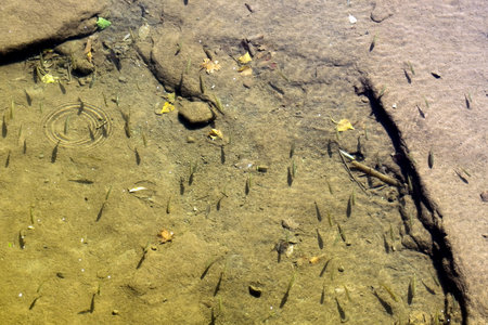 Fish swimming in a river in the spring, closeup of photo