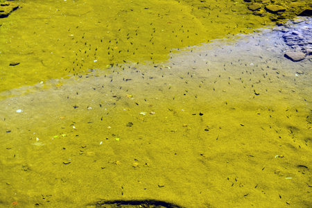 Fishes swimming in the water in the river, nature background.の写真素材