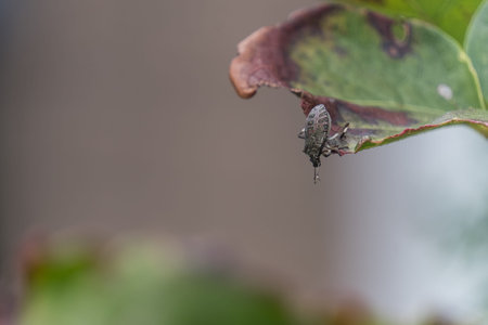 A fly on a leaf in the rainforest of Costa Rica.