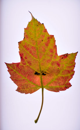 Autumn maple leaf on a white background, closeup of photo