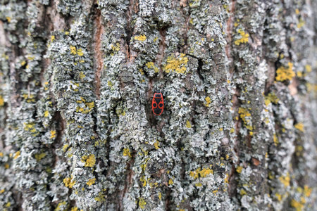 European firebug on the bark of an old tree. Close-up.