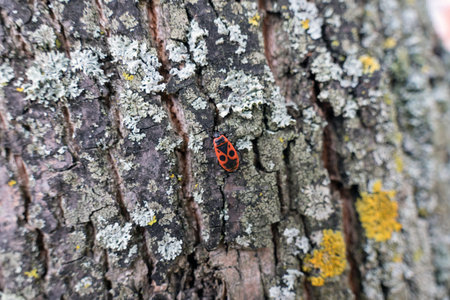 European firebug on the bark of a tree in the forest.