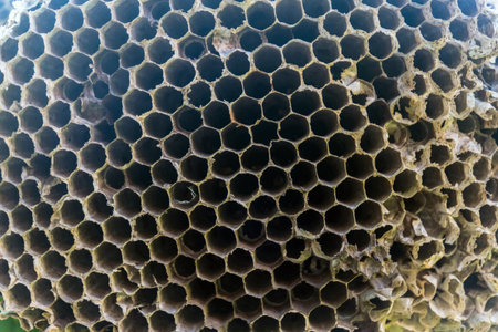 Honeycomb nest close up. The nest of a family of insects which is taken a close-up.の写真素材