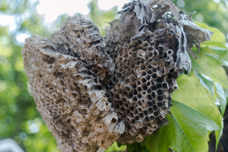 The nest of a wasp. The nest of a wasp in nature.の写真素材
