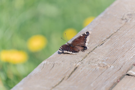 Butterfly sitting on a wooden board with dandelions in the backgroundの写真素材