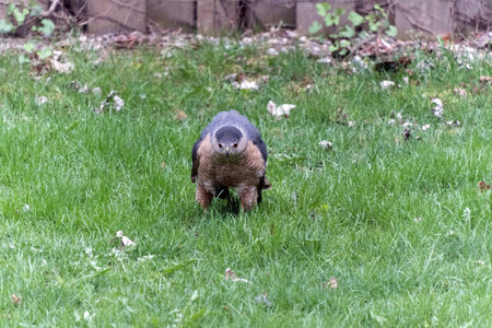 A common buzzard (Buteo buteo) is looking for food.の写真素材