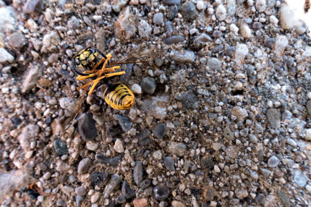 Wasp on the ground. Close up of a wasp.の写真素材