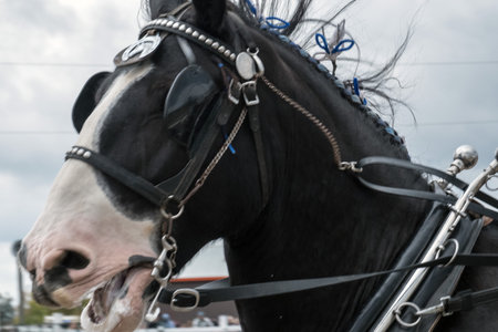 Close-up of a black horse with a harness on its headの写真素材