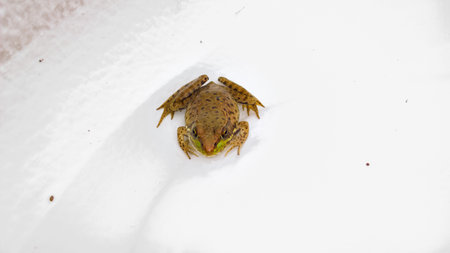 Frog on a white background in the wild. Macro photography.の写真素材