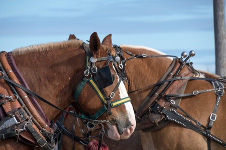 Horse harnessed to a carriage on a cloudy day in winterの写真素材