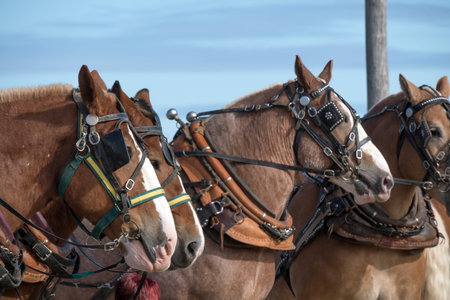 Horses in a harness at the horse-drawn carriages in the fieldの写真素材