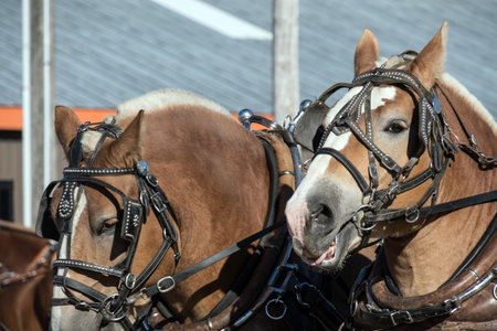 Horses in a harness on a horse-drawn carriages.の写真素材