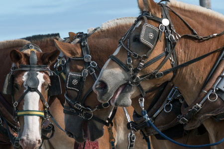 Horses in a harness at the annual horse-drawn carriages festivalの写真素材