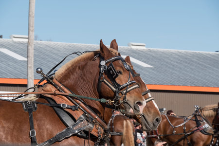 Horse-drawn carriage at the annual horse-drawn festival.の写真素材