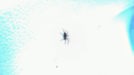 Spider on a white background. Macro. The concept of danger.