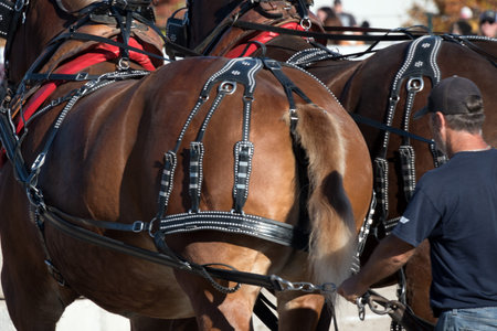 Detail of a horse harnessed to a carriage at the fairの写真素材