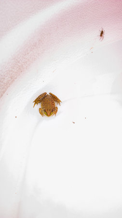 Frog on a white background, close-up, macro.の写真素材