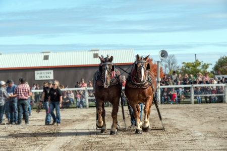 Rodeo competition at the annual Horse Show and Rodeo.の写真素材