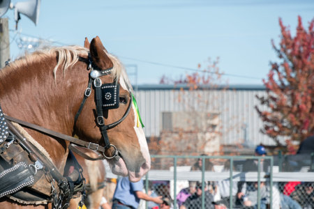 Horse harnessed to a carriage at the annual horse show.の写真素材