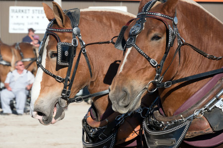 Horses harnessed to a carriage at the annual horse show.の写真素材
