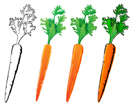 Carrot set. Each in separated layer.のイラスト素材
