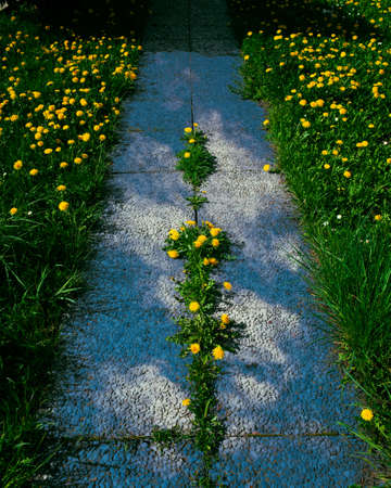 A flowery avenue with a sky in the background. Yellow flower, blue sky and white cloudsの写真素材