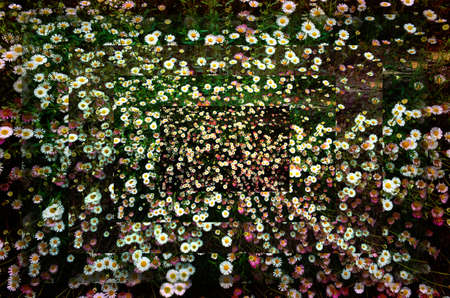 A field of small daisies in a suggestive visionの写真素材
