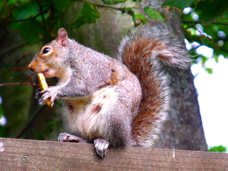 Pregnant Gray Squirrel Feeding Englandの写真素材