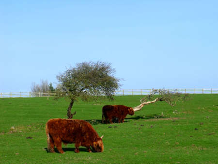 The Mighty Aberdeen Angus Scotlandの写真素材