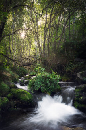 Waterfall in the forest. River with waterfall running through the forest in a wet valley.