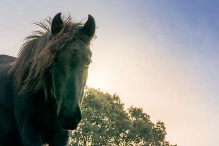Head of black horse of Losino breed staring at the sunset.の写真素材