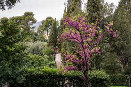 Flowering Judas tree with pink color in a green garden