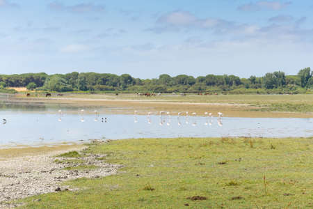 Landscape of the Donana National Park in Spain. Coastal area in southern Spain. Huelva, Andalusia, Spain.の写真素材